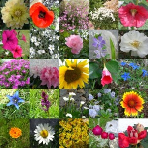 fleurs